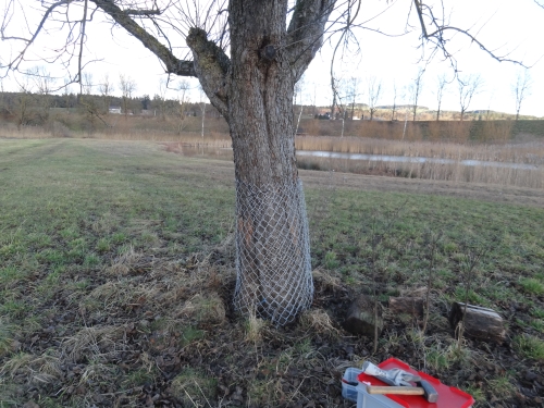Apfelbaum, Biber-Frassschutz Apfelbaum, Biber-Frassschutz