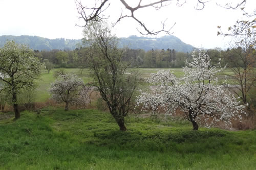 Obstbäume Obstbäume