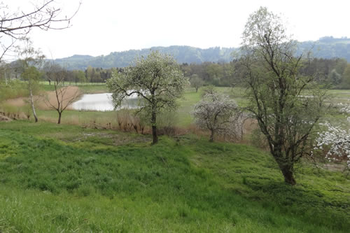 Weiher Weiher