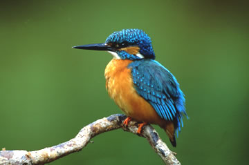Eisvogel