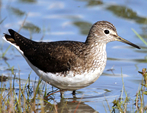 Waldwasserläufer